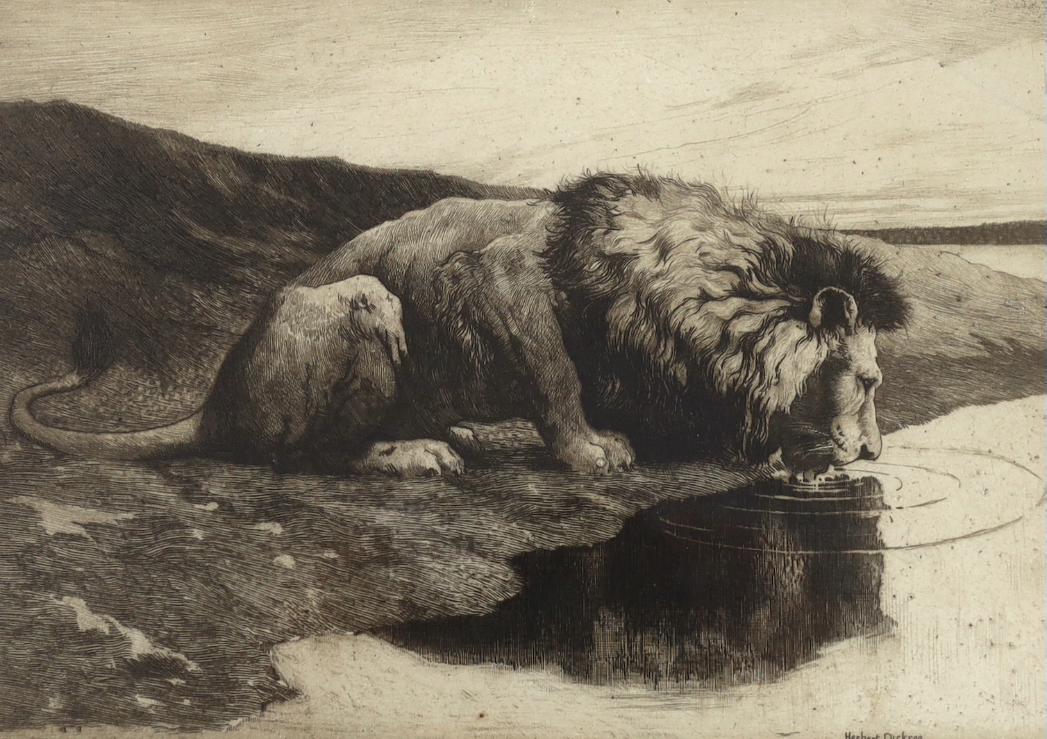 Herbert Dicksee (1862-1942), etching, Lion Drinking, signed in pencil, publ. 1890, 19 x 26cm